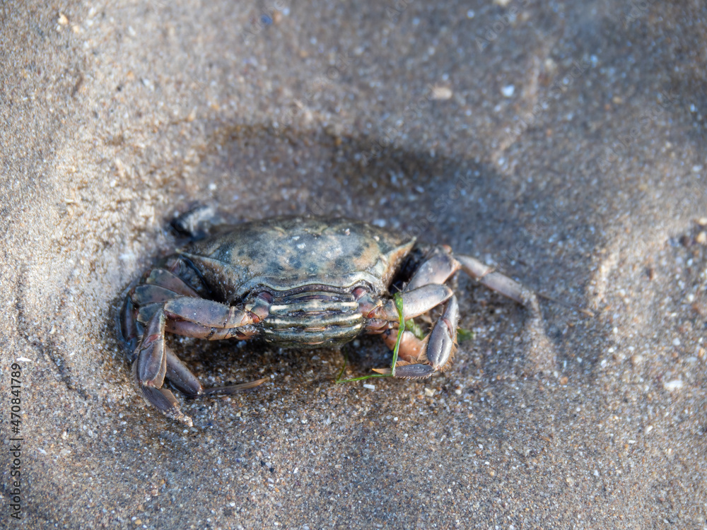 Saltwater shore crab Carcinus maenus on beach, north Devon, England.