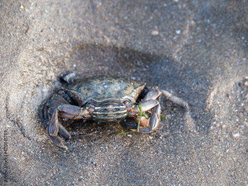 Saltwater shore crab Carcinus maenus on beach  north Devon  England.