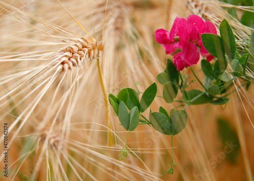 flower in the grainfield photo