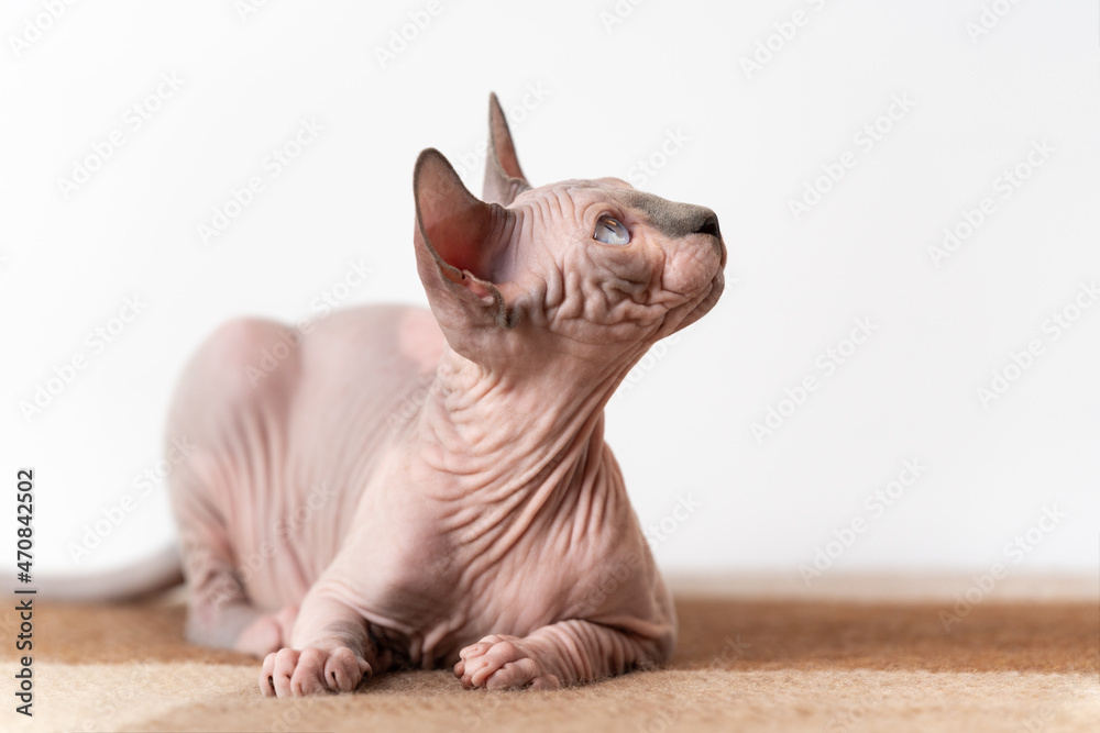 Pretty Canadian Sphynx cat of blue mink and white color with blue eyes lying down at wool plaid brown and beige blanket and looking up questioningly on white background. Hairless cat is 4 months old.
