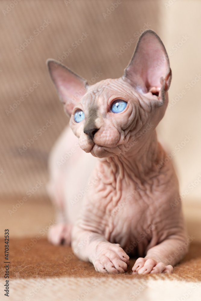 Pretty Canadian Sphynx cat four months old of blue mink and white color with blue eyes lying down calmly at wool plaid brown and beige blanket and looking away. Front view, selective focus. Home shot. Pretty Canadian Sphynx cat four months old of blue mink and white color with blue eyes lying down calmly at wool plaid brown and beige blanket and looking away. Front view, selective focus. Home shot.