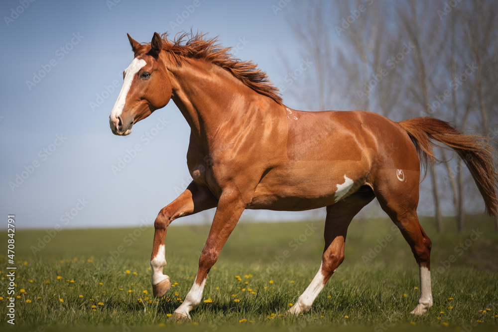 Obraz premium Beautiful red horse galloping in the meadow