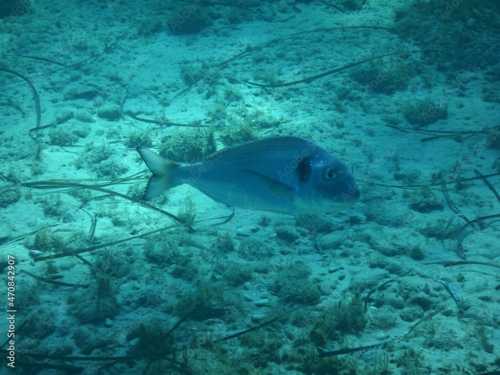 Fototapeta premium orata