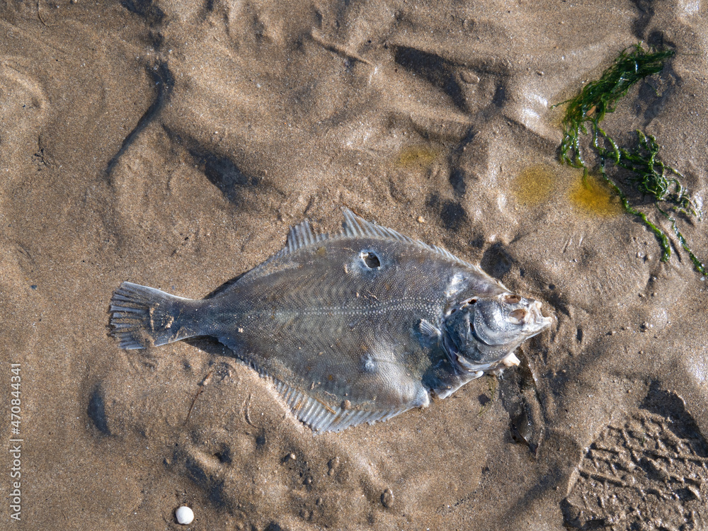 Flounder, flatfish washed up on beach, North Devon. Stock Photo Adobe