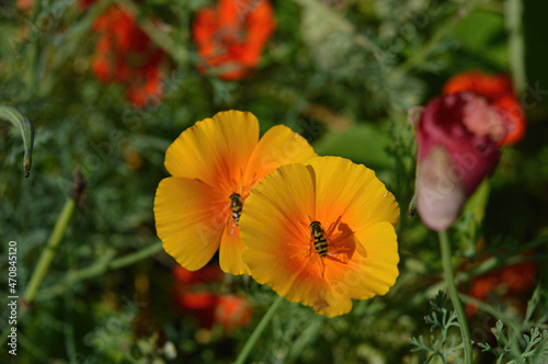 Two flies on two yellow gold poppy flowers
