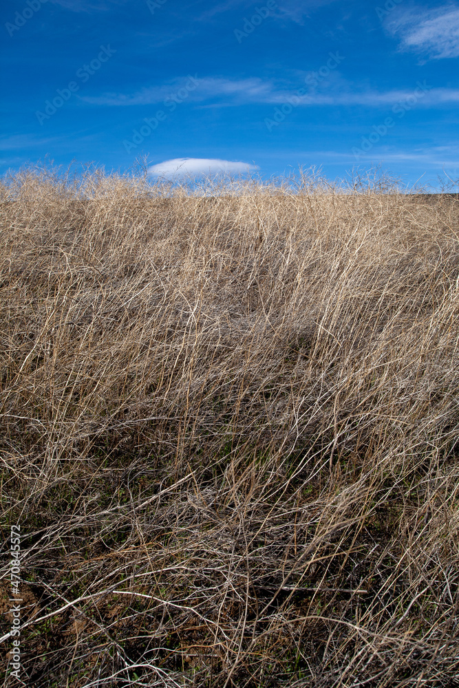 Obraz premium dry reeds and clouds