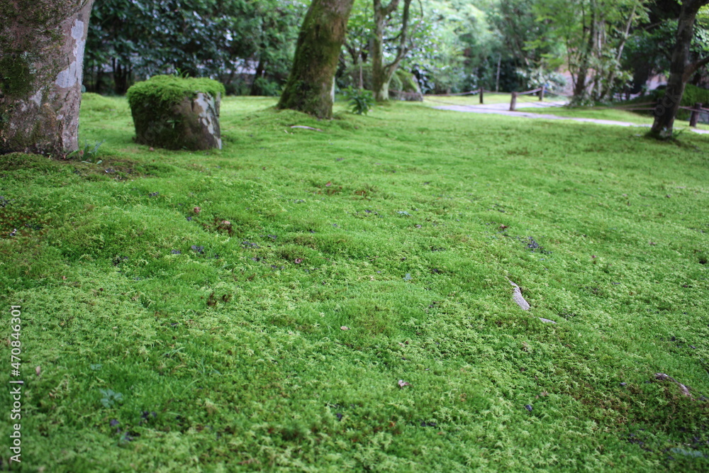 Obraz premium ジョブスの愛した苔寺