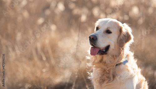 Closeup portrait of golden retriever dog sitting outdoors and looking back in early spring time in the field. Cute doggy pet labrador walking at the nature