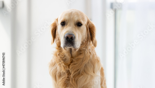 Golden retriever dog sitting in the room with daylight close to window and looking at the camera. Purebred pet doggy indoors portrait