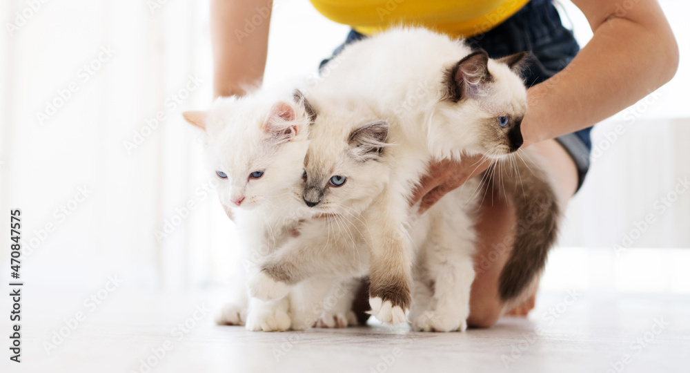 Fototapeta premium Owner girl holding with her hands three adorable white ragdoll cats on white background. Lovely fluffy purebred feline family outdoors together