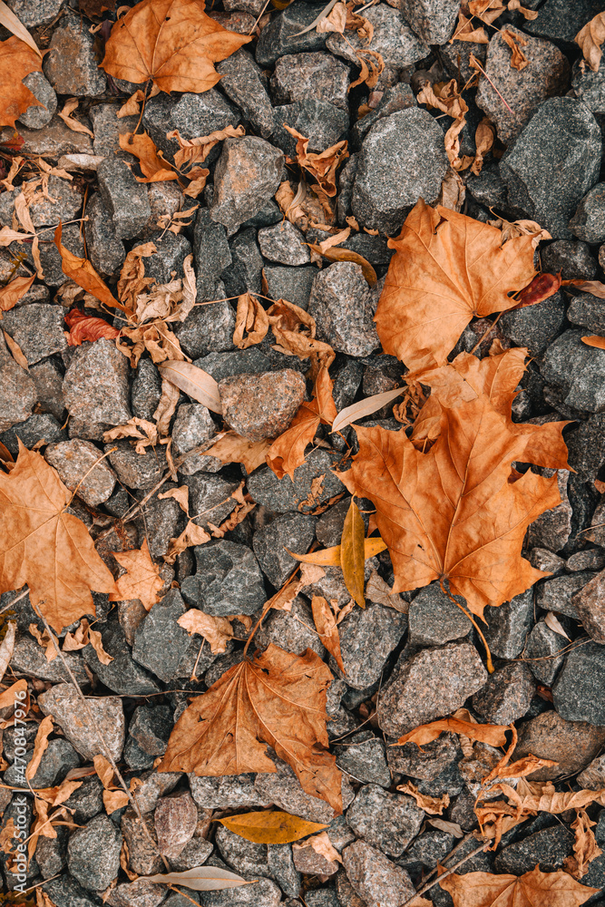 autumn leaves background