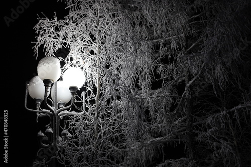 A birch tree in the snow is illuminated by a lantern.