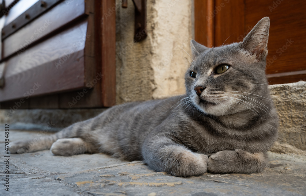 Cat lying in Kotor, Montenegro at the street and looking back. Feline animal in ancient town