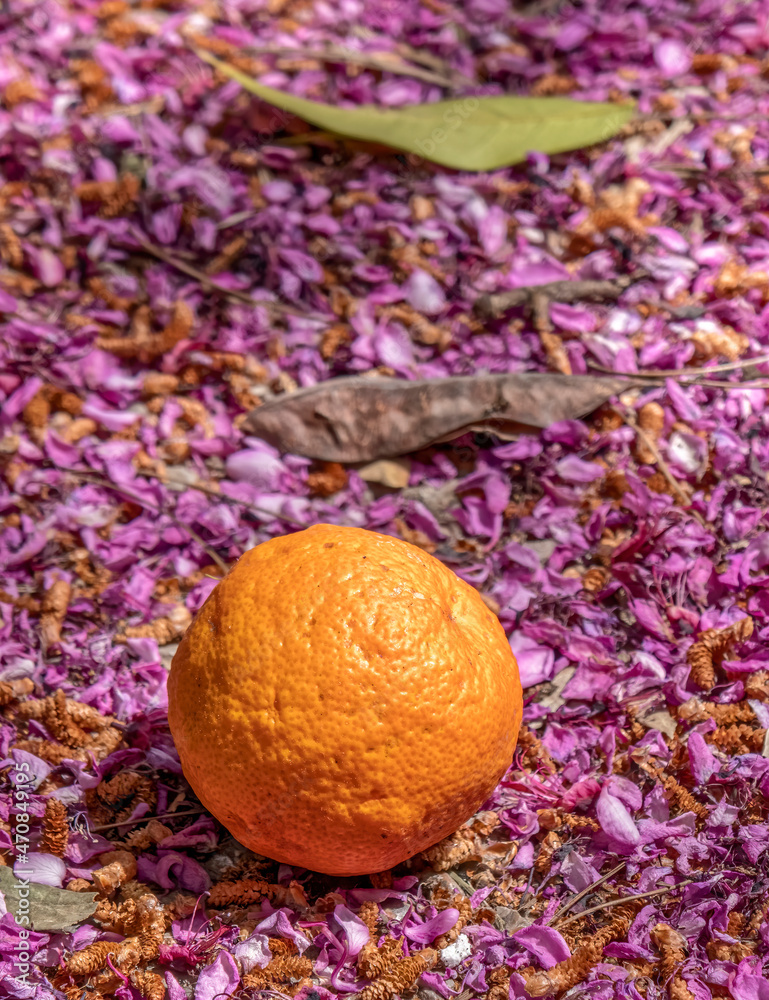 an orange fruit on violet colored lilac petals natural colorful background