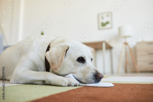 Side view portrait of cute white dog lying on carpet in cozy home interior and looking away with puppy eyes, copy space