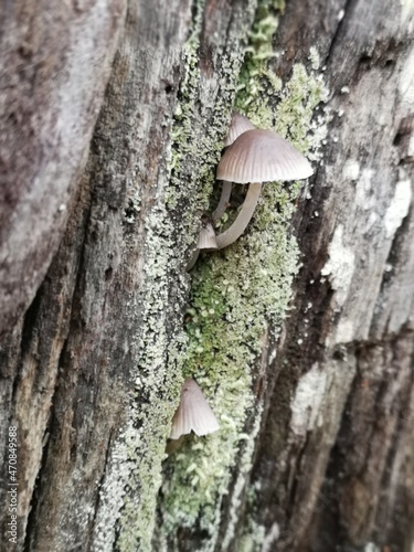 Setas en árbol, textura en el bosque