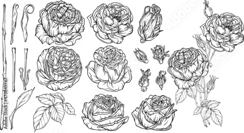 Hand-drawn floral set, a collection of roses