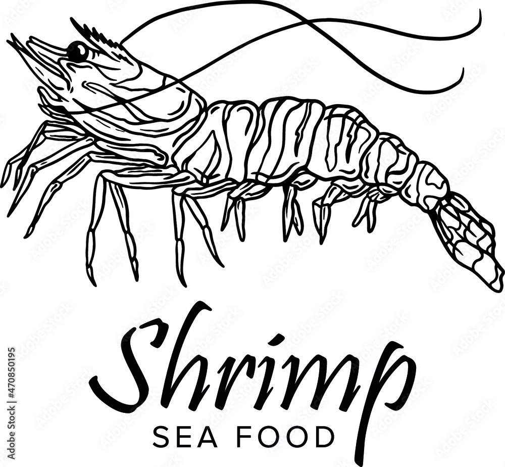 Shrimp prawn icons set. Boiled Shrimp drawing on a white background. Collection shrimp, shrimps without shell, shrimp meat, sushi. Realistic vector illustration for banner, promo