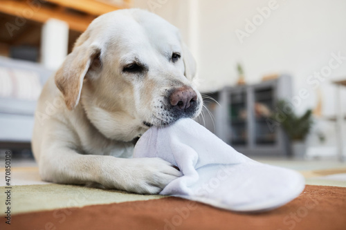 Close up portrait of white dog laying on carpet in cozy home interior and playing with house skippers, copy space