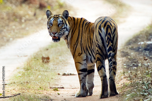 The Bengal tiger, also known as the Royal Bengal tiger