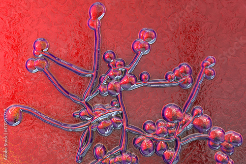 Candida fungi, 3D illustration photo