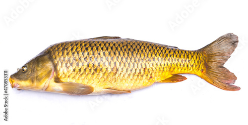 Close-up large common carp fish isolated on white background freshwater European carp  Cyprinus carpio 