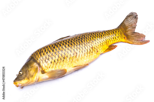 Close-up large common carp fish isolated on white background freshwater European carp (Cyprinus carpio)