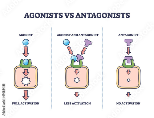 Agonists vs antagonists drugs behavior to receptor activation outline diagram. Labeled educational pharmacological compounds effect to block or stimulate body vector illustration. Pain cure or relief. photo