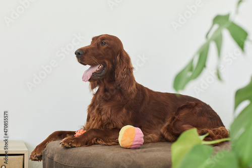 Side view portrait of beautiful Irish setter dog lying on dog bed in minimal home setting, copy space photo