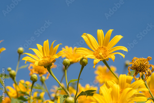 Close-up of Mexican sunflower weed against sky
