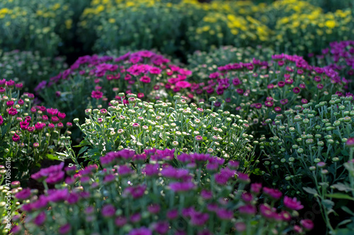 the flower bud of white chrysanthemums in the garden, selective focus