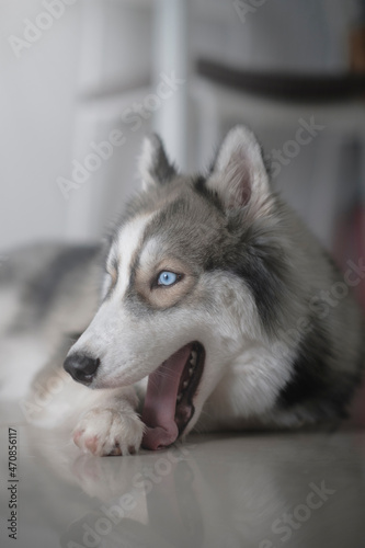 Siberian husky dog â€‹â€‹looks cute