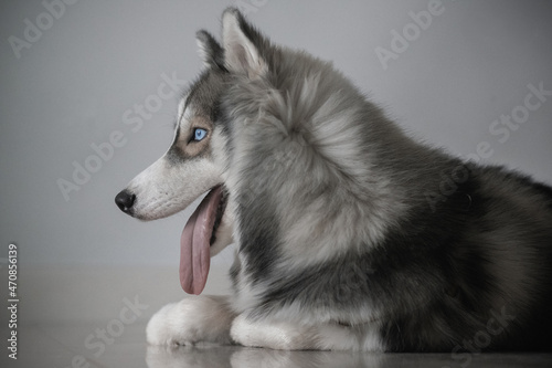 Siberian husky dog ​​looks cute