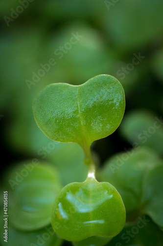 close-up image of plant seedlings