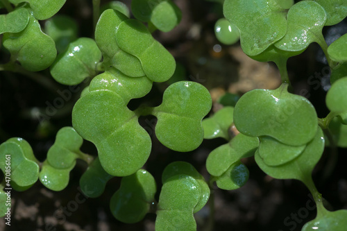 close-up image of plant seedlings