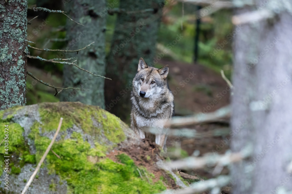 Naklejka premium Wild wolf in forest in Czech republic