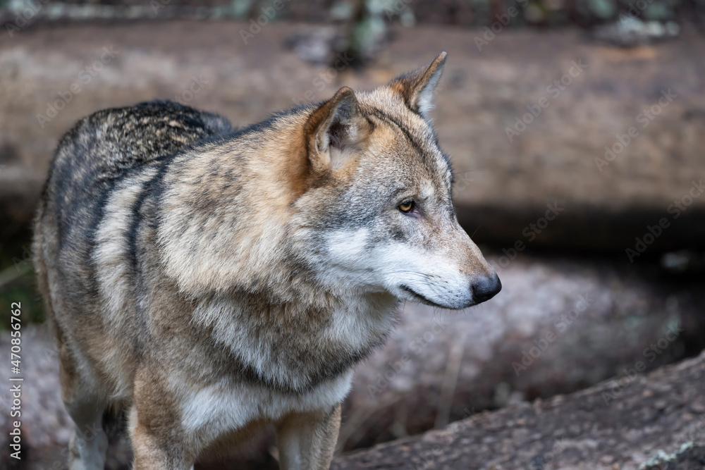 Wild wolf in forest in Czech republic