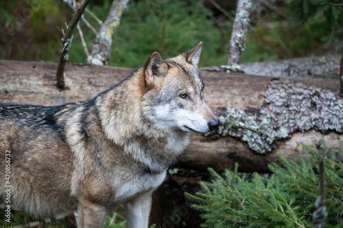 Wild wolf in forest in Czech republic