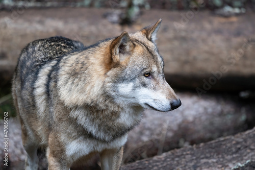 Wild wolf in forest in Czech republic