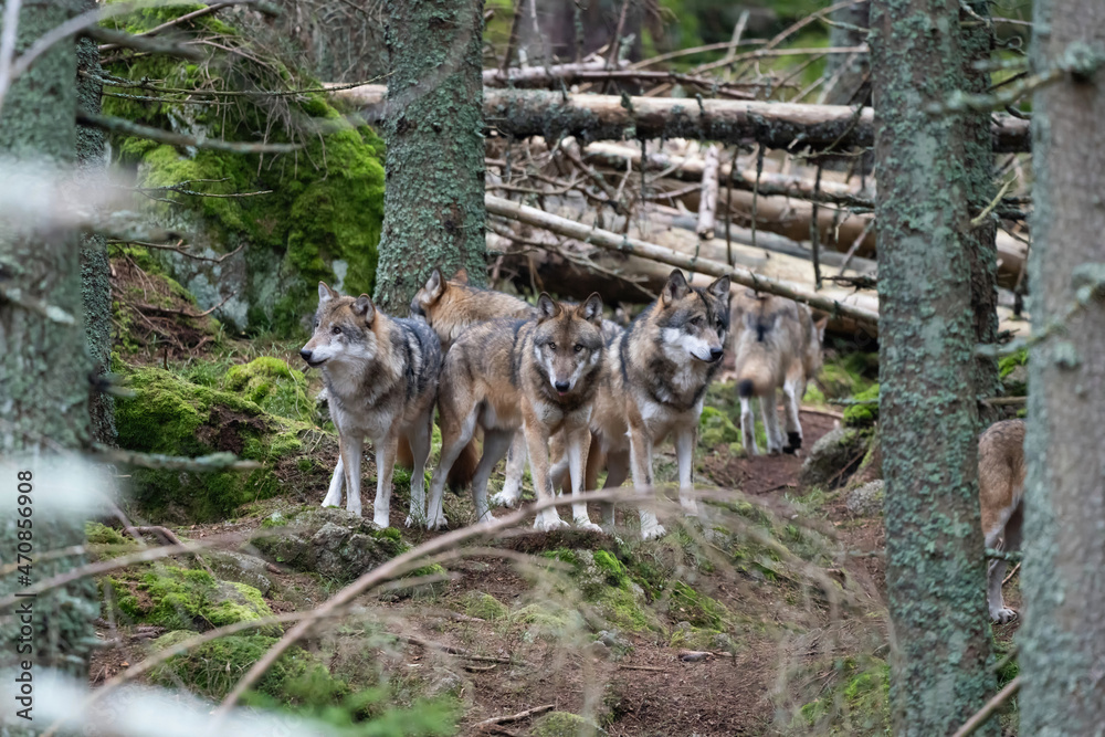 Obraz premium Wild wolf in forest in Czech republic