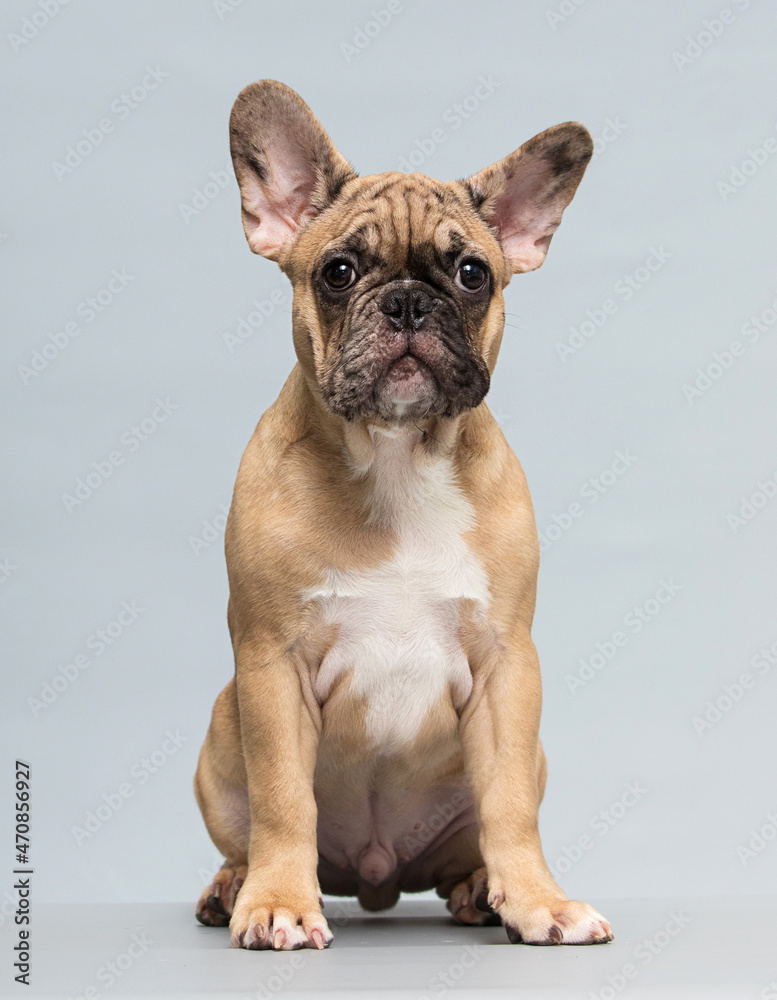 french bulldog puppy on gray background in studio