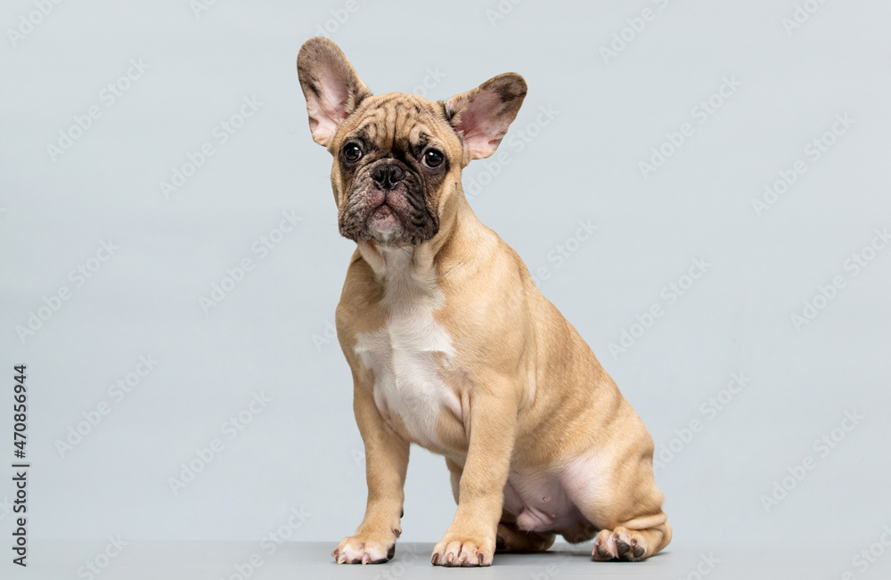 beige french bulldog puppy sitting on gray background in studio