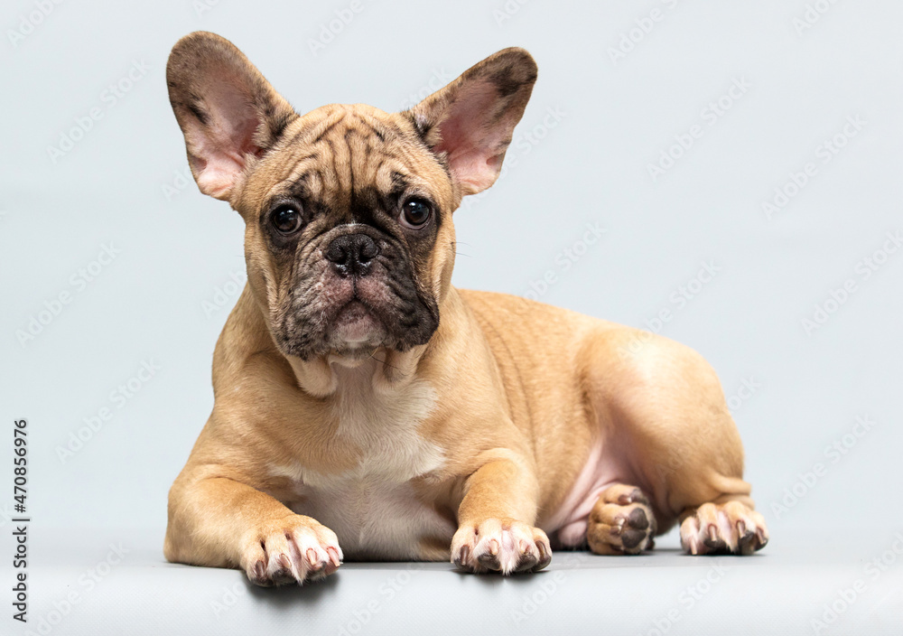 beige french bulldog puppy lies in the studio