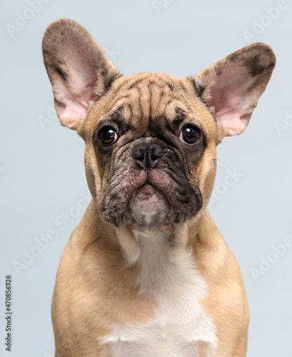 beige french bulldog puppy in studio