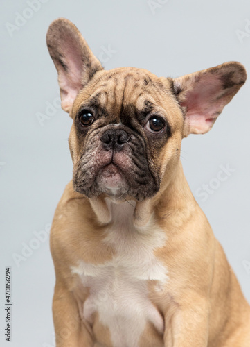 portrait of beige french bulldog puppy in studio © Happy monkey