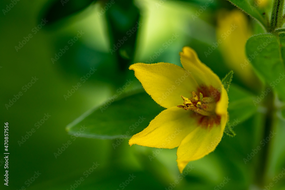 Fototapeta premium Lysimachia vulgaris flower in meadow, close up 