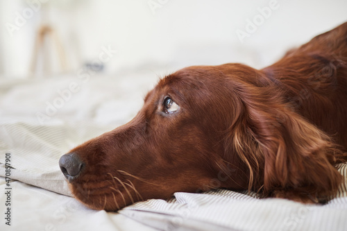 Side view portrait of cute Irish Setter dog lying on bed with puppy eyes look, copy space