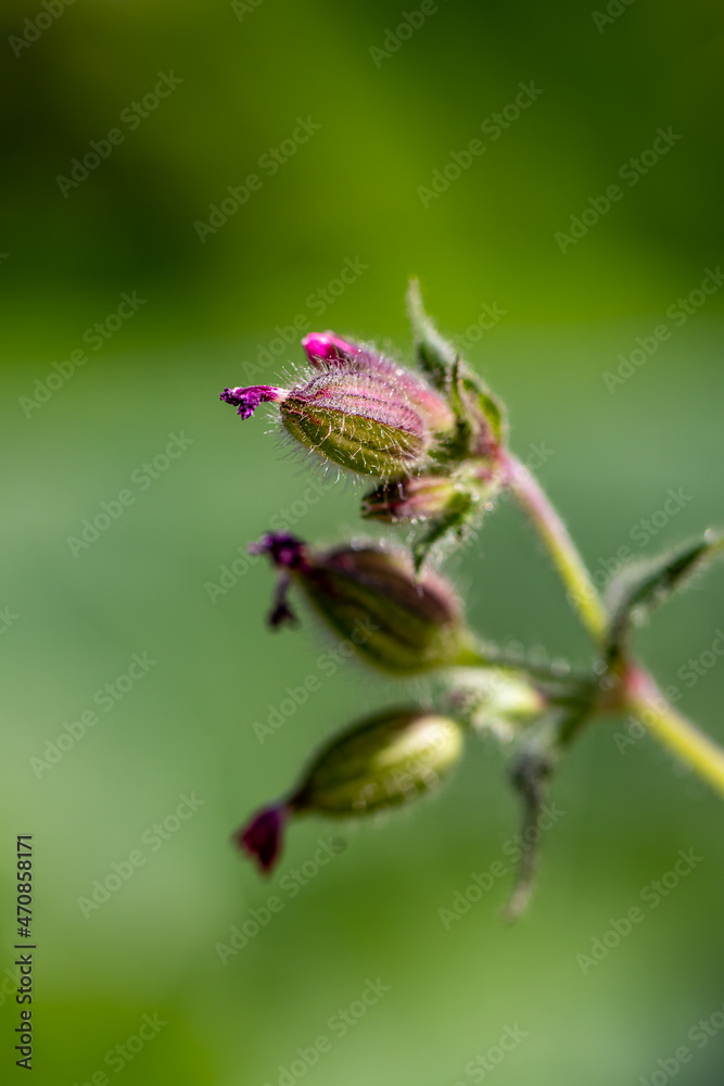 Silene dioica flower growing in meadow, macro Silene dioica flower growing in meadow, macro