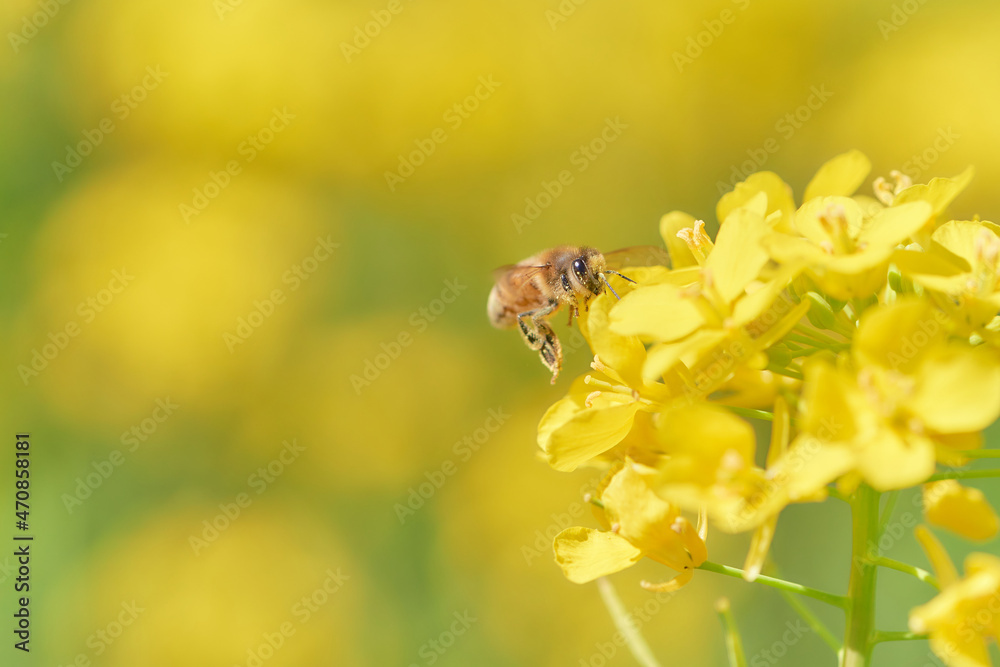 ホバリングして菜の花の蜜を吸いに来た躍動感のあるミツバチ ホバリングして菜の花の蜜を吸いに来た躍動感のあるミツバチ
