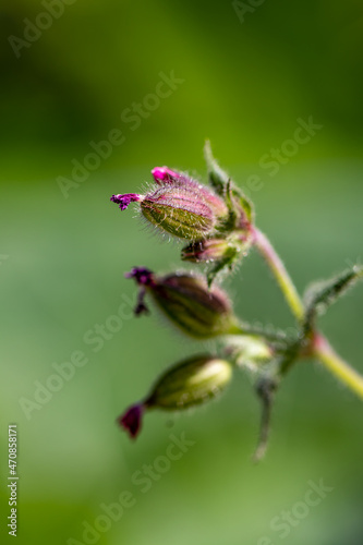 Silene dioica flower growing in meadow, macro